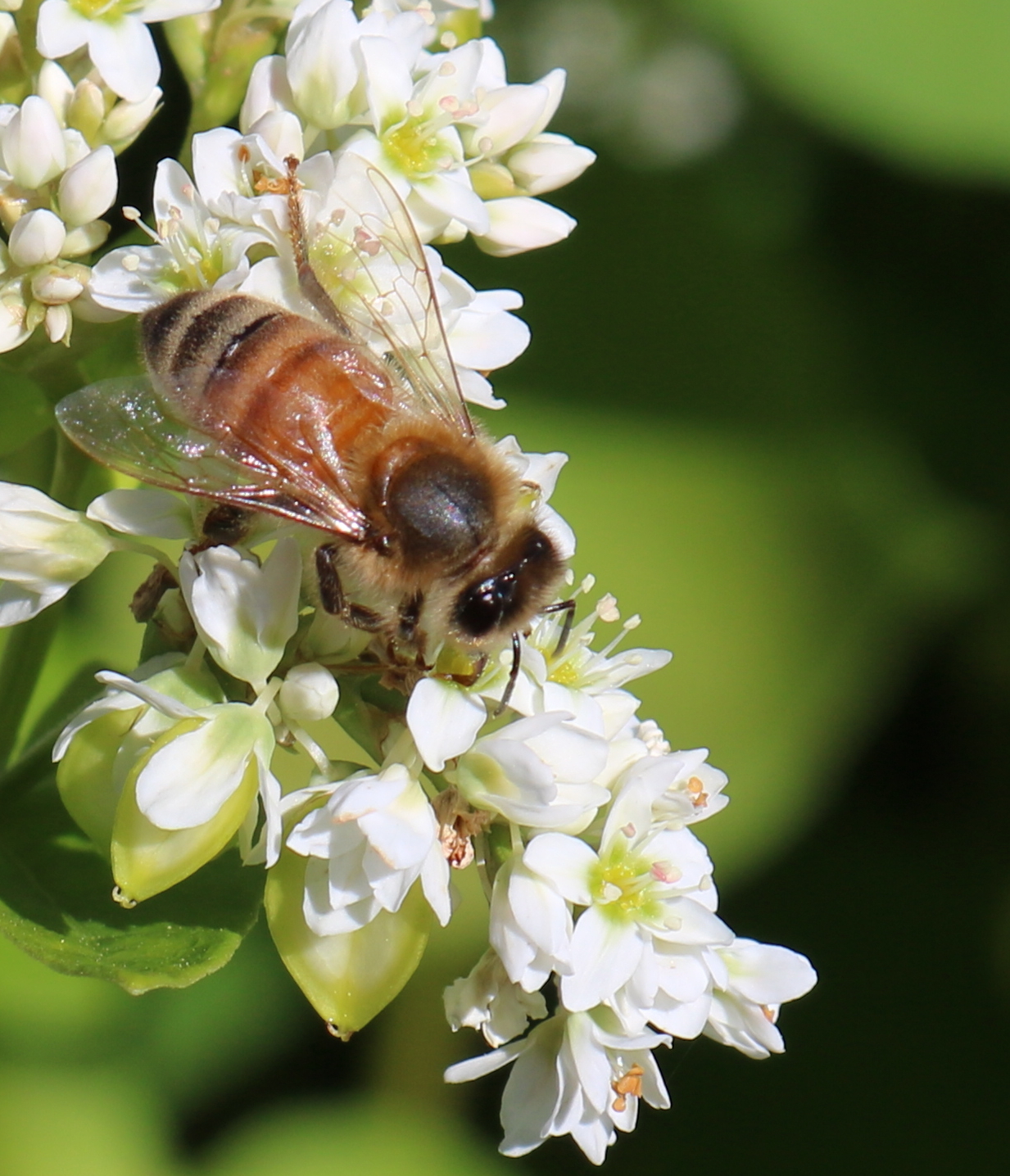 Bee in buckwheat flower