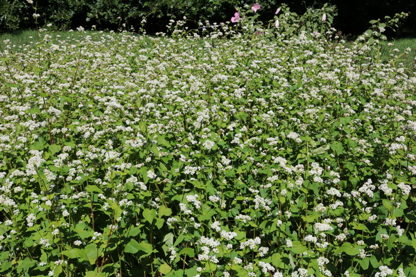 Buckwheat blooms
